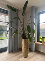 Strelitzia Nicolai 200cm - Paradijsvogelplant, Huis en Inrichting, Kamerplanten, Ophalen, Overige soorten, Halfschaduw, 150 tot 200 cm