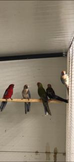 Pennant rosella, Dieren en Toebehoren, Vogels | Parkieten en Papegaaien, Mannelijk, Parkiet, Geringd