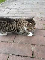 Kittens te koop, Dieren en Toebehoren, Meerdere dieren