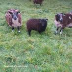 Quessant rammen, Dieren en Toebehoren, Schapen, Geiten en Varkens, Mannelijk, Schaap