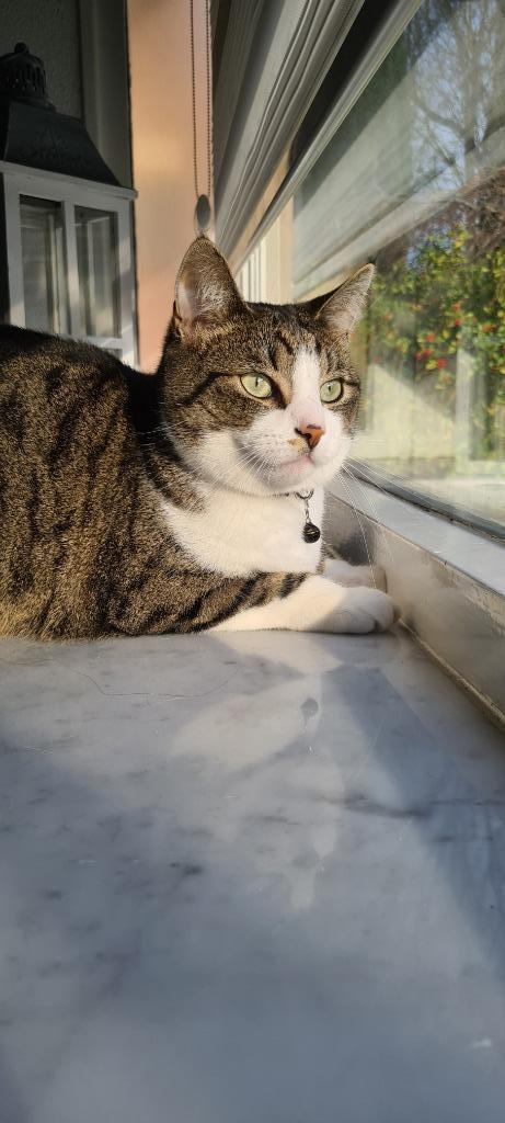 Mooie kater zoekt liefdevol huisje, Dieren en Toebehoren, Katten en Kittens | Raskatten | Korthaar, Kater, 6 jaar of ouder, Gechipt