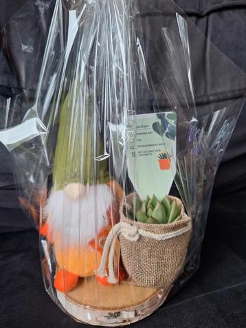 Gnome Pluche + Binnenplantje op Houten Plankje in Verpakking beschikbaar voor biedingen