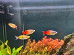 Melanotaenia Boesemani Sp.red M 7x, Dieren en Toebehoren, Vissen | Aquariumvissen, Vis