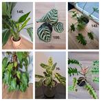 Kamerplanten, laatste mogelijkheid voor ophalen in Utrecht, Ophalen of Verzenden, Overige soorten, Minder dan 100 cm