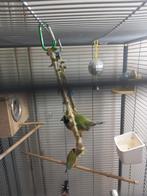 koppel gould amedine, Dieren en Toebehoren, Vogels | Overige Vogels, Meerdere dieren