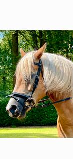 Lieve haflinger merrie, Dieren en Toebehoren, Merrie, Gechipt, Niet van toepassing, 11 jaar of ouder
