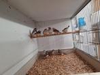 Prachtige zebravinken, Dieren en Toebehoren, Vogels | Overige Vogels, Meerdere dieren, Tropenvogel, Geringd