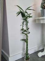 Lucky Bamboo in vaas, Ophalen of Verzenden, Halfschaduw, Minder dan 100 cm