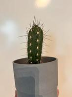 Mooie Cactus in Pot, Volle zon, Vaste plant, Bloeit niet, Ophalen
