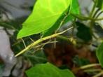 Wandelende takken gratis af te halen., Dieren en Toebehoren, Insecten en Spinnen, Wandelende tak