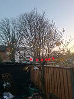 Japanse Esdoorn Topstekken - Zelf Zagen!, Ophalen, Bloeit niet, Halfschaduw, Overige soorten