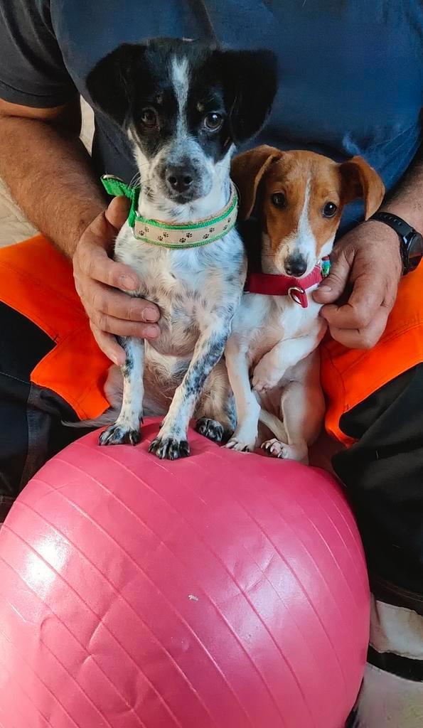 Teckelmixje pup Hannah zoekt haar thuis, Dieren en Toebehoren, Honden | Teckels en Dashonden, Teef, Korthaar, Standaard, Particulier