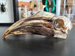 Geelhelm neushoornvogel, Verzamelen, Dierenverzamelingen, Ophalen of Verzenden, Zo goed als nieuw, Beeldje of Figuurtje