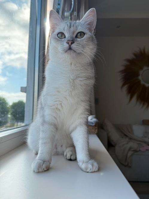 Britse korthaar kittens (7 maanden oud) zoeken nieuw baasje, Dieren en Toebehoren, Katten en Kittens | Raskatten | Langhaar, Poes