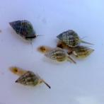 Nassarius vibex opruim slakken, Dieren en Toebehoren, Vis