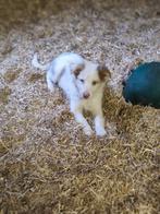 Border Collie pups, Dieren en Toebehoren, Honden | Herdershonden en Veedrijvers, Particulier, Meerdere, 8 tot 15 weken, België