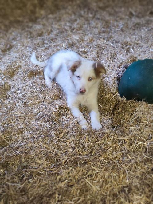 Border Collie pups, Dieren en Toebehoren, Honden | Herdershonden en Veedrijvers, Collie, Particulier, Meerdere, België, 8 tot 15 weken