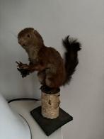 Opgezette eekhoorn op houten sokkel, Verzamelen, Ophalen of Verzenden, Gebruikt, Wild dier, Opgezet dier