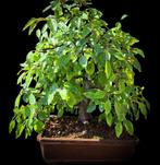 Appel bonsai shohin, Bloeit niet, Overige soorten, Minder dan 100 cm, Ophalen