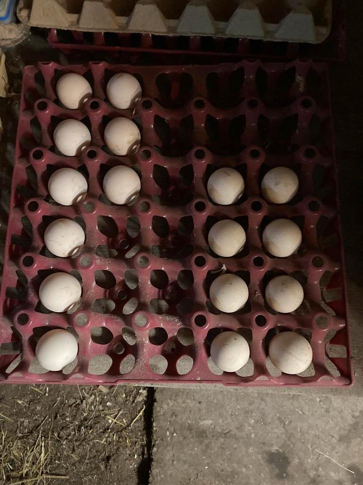 Broedeieren sabelpoot porselein, Dieren en Toebehoren, Pluimvee, Kip, Geslacht onbekend