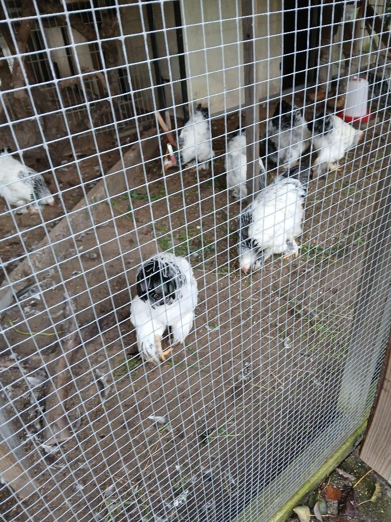 Brahma haantjes, Colombia, Dieren en Toebehoren, Overige Dieren, Juni, Mannelijk