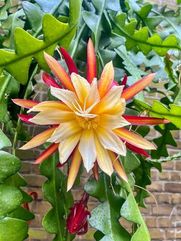 cactus = EPIPHYLLUM THE LOST DUTCHMAN. beschikbaar voor biedingen