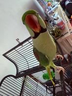 Alexander, Dieren en Toebehoren, Vogels | Parkieten en Papegaaien, Mannelijk, Parkiet, Tam