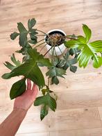 Philodendron Florida, Huis en Inrichting, Kamerplanten, Ophalen, Overige soorten, Minder dan 100 cm