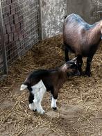 Dwerg geit bokjes, Dieren en Toebehoren, Schapen, Geiten en Varkens, Mannelijk, Geit, 0 tot 2 jaar