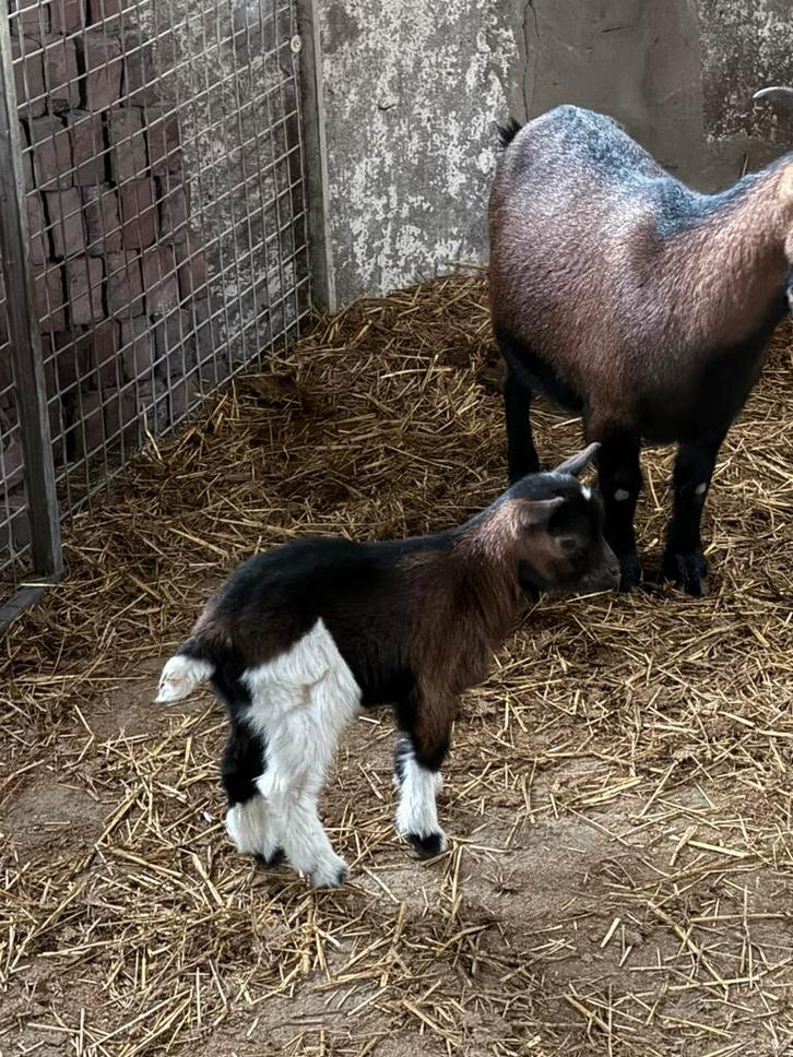 Dwerg geit bokjes, Dieren en Toebehoren, Schapen, Geiten en Varkens, Geit, Mannelijk, 0 tot 2 jaar
