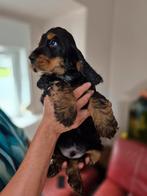 Engelse cocker Spaniel Puppy's, Dieren en Toebehoren, België, Fokker | Hobbymatig, Rabiës (hondsdolheid), 8 tot 15 weken