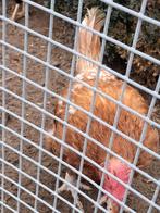 Kip (eventueel voor slacht), Dieren en Toebehoren, Vrouwelijk, Kip