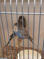 Melanistic grasparkiet, Meerdere dieren, Parkiet, Geringd