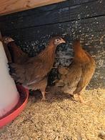 Welsumer hennen groot soort, Dieren en Toebehoren, Pluimvee, Vrouwelijk, Kip