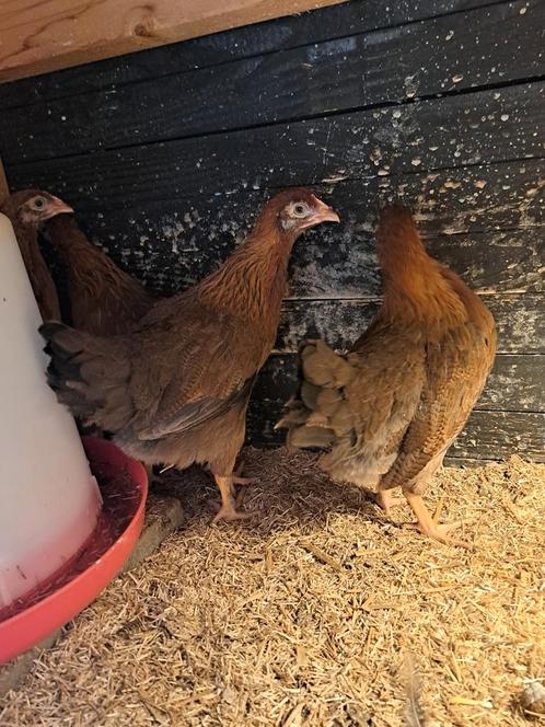 Welsumer hennen groot soort, Dieren en Toebehoren, Pluimvee, Kip, Vrouwelijk