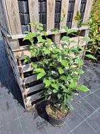 Camelia 'William Bartlett' 80-100 cm, Ophalen of Verzenden, Overige soorten, Struik, Minder dan 100 cm