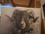 Texelse schaap afm. 70 x100, Huis en Inrichting, Woonaccessoires | Schilderijen, Tekeningen en Foto's, Ophalen of Verzenden, 100 tot 125 cm