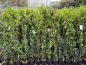 Trachelospermum jasminoides jasmijn haagplanten klimplanten beschikbaar voor biedingen