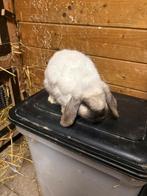 1 mooi sallander rammetje te koop, Mannelijk, Middelgroot, Hangoor, 0 tot 2 jaar