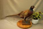 Opgezette fazant - Taxidermie, Verzamelen, Ophalen of Verzenden, Zo goed als nieuw, Vogel, Opgezet dier