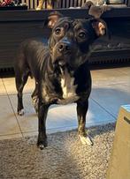 Amerikaanse stafford teef, 15 weken tot 1 jaar, Teef, Eén hond, Nederland