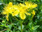 Hypericum perforatum (Sint-Janskruid) geel vaste plant S, Overige soorten, Volle zon, Vaste plant, Ophalen of Verzenden