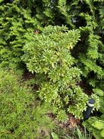 Verschillende tuin planten - GRATIS, Ophalen, Zomer, Overige soorten, Volle zon