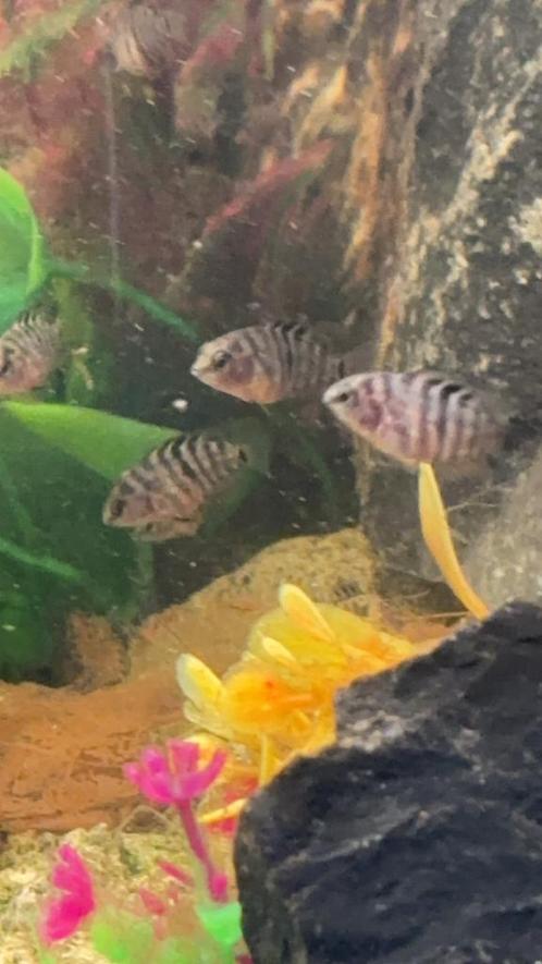 JONGE zebra cichlides 15-12-2024, Dieren en Toebehoren, Vissen | Aquariumvissen, Zoetwatervis, Vis