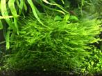 Aquariumplanten - Mini weeping mos, Dieren en Toebehoren, Vissen | Aquaria en Toebehoren, Ophalen of Verzenden, Zo goed als nieuw