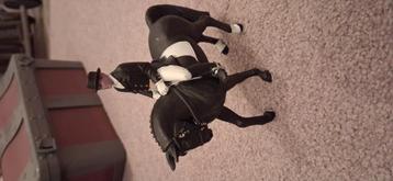 Schliech paard met ruiter beschikbaar voor biedingen