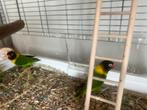 Dwerg papagaai, Dieren en Toebehoren, Vogels | Parkieten en Papegaaien, Vrouwelijk, Dwergpapegaai of Agapornis
