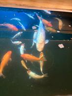 Ginrin karashigoi japanse koi, Karper of Koi