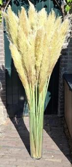 Pampas pluimen, Ophalen, Nieuw