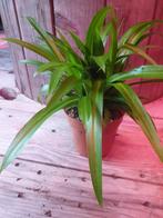 Kamerplant Chlorophytum comosum 'Lemon', Ophalen, Halfschaduw, Minder dan 100 cm